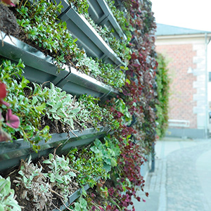 Grønne vægge fra BGreen-it