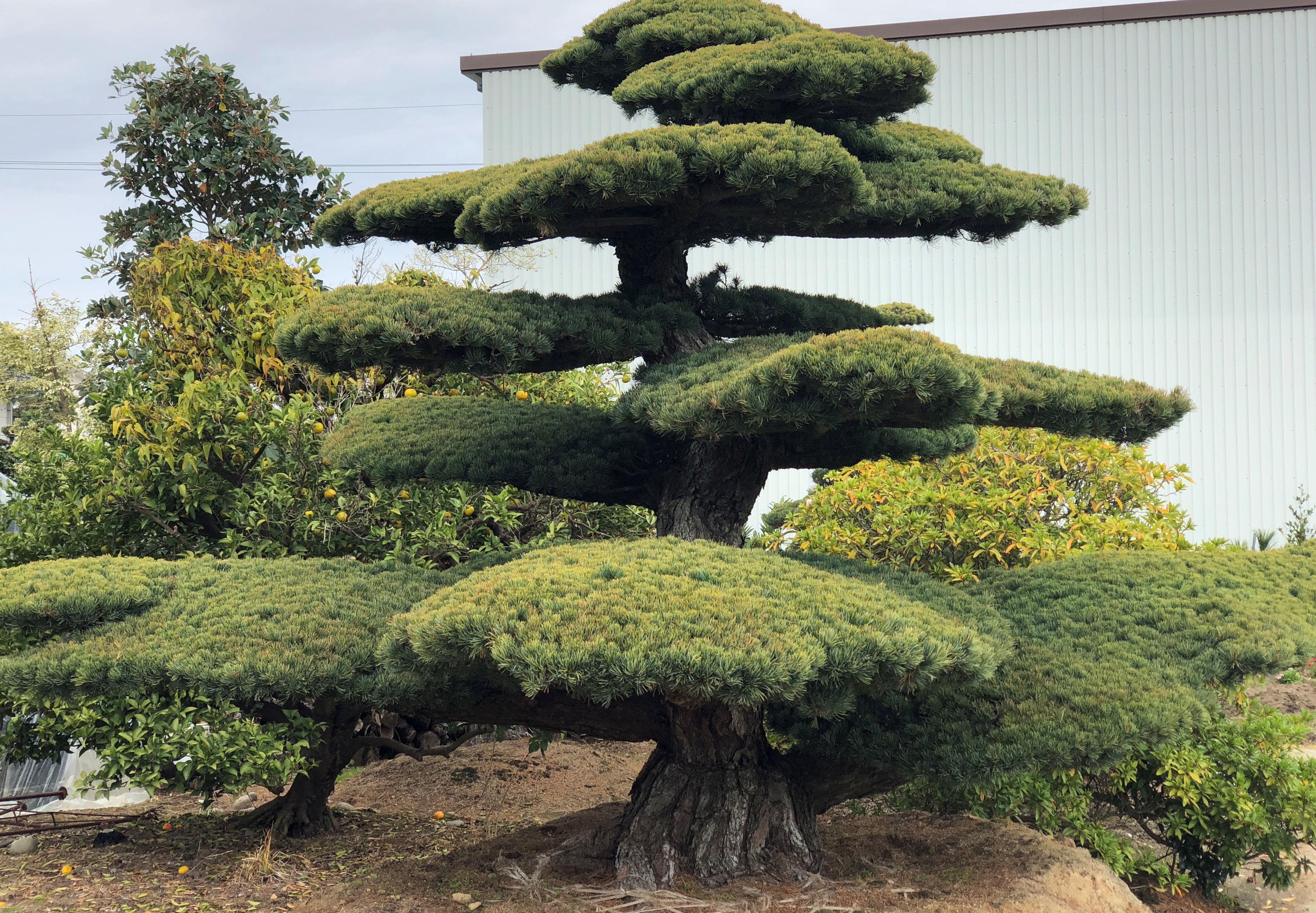 Store og ældgamle bonsai til -