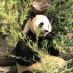 Pandaanlægget Kbh. Zoo