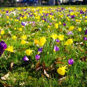 Blomsterløg fra Verver Export